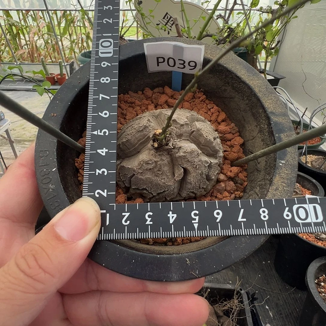 多肉植物专拍 一物一拍 南非龟甲龙039