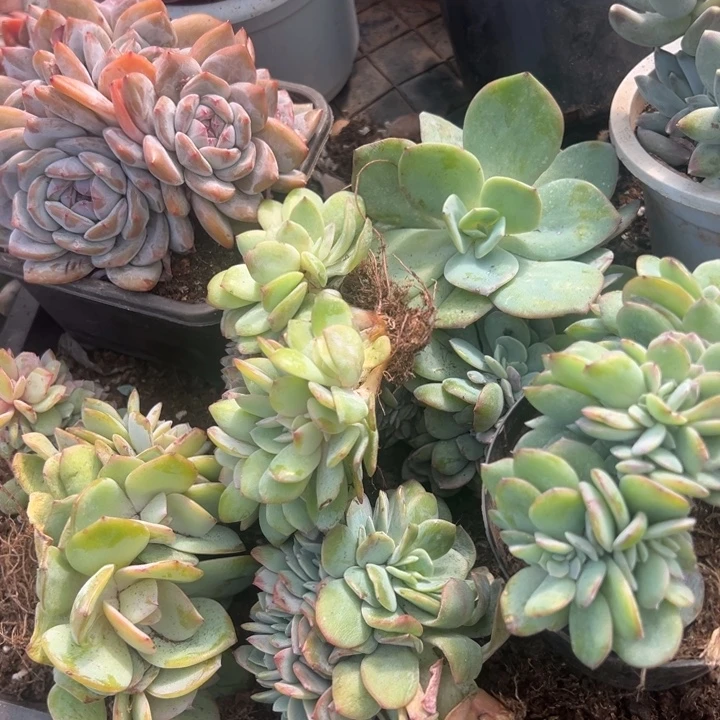 暴***妮云欣多肉植物白凤缀5颗