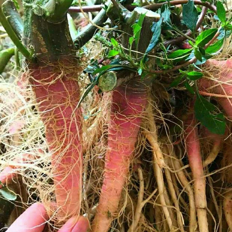 新鲜刺苋草根广西红刺菜头红带刺苋菜汉菜野菜直销勒苋菜