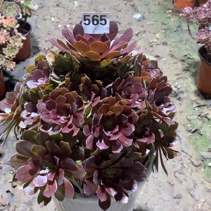 法师一物一拍565