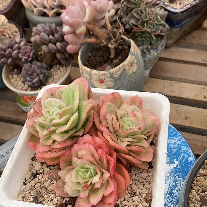 多肉植物肉肉植物