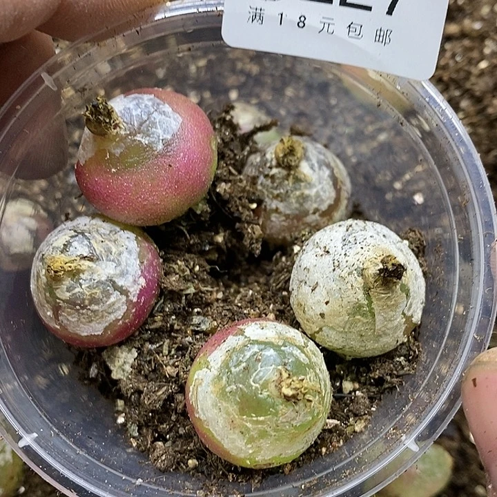 ?227号多肉植物组合多肉