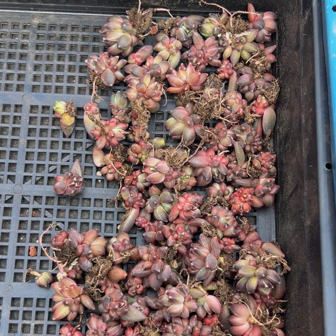 10颗美人系列多肉大小主播口述为准