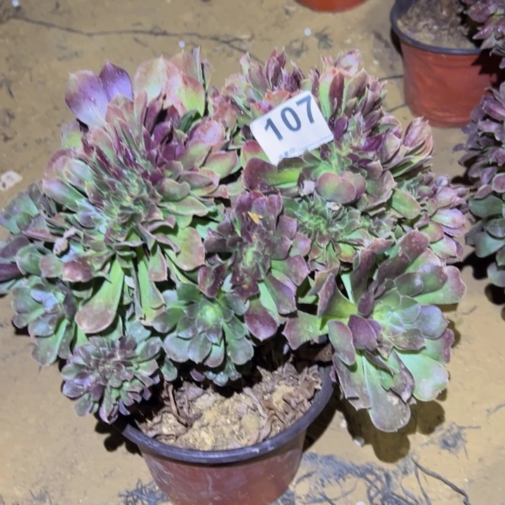 玫瑰缀多肉植物107