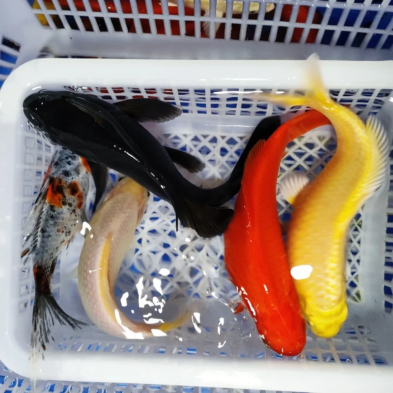 6号【1黄+1白+1黑+1红+1兰花】10-12红色红白是草金 冷水鱼