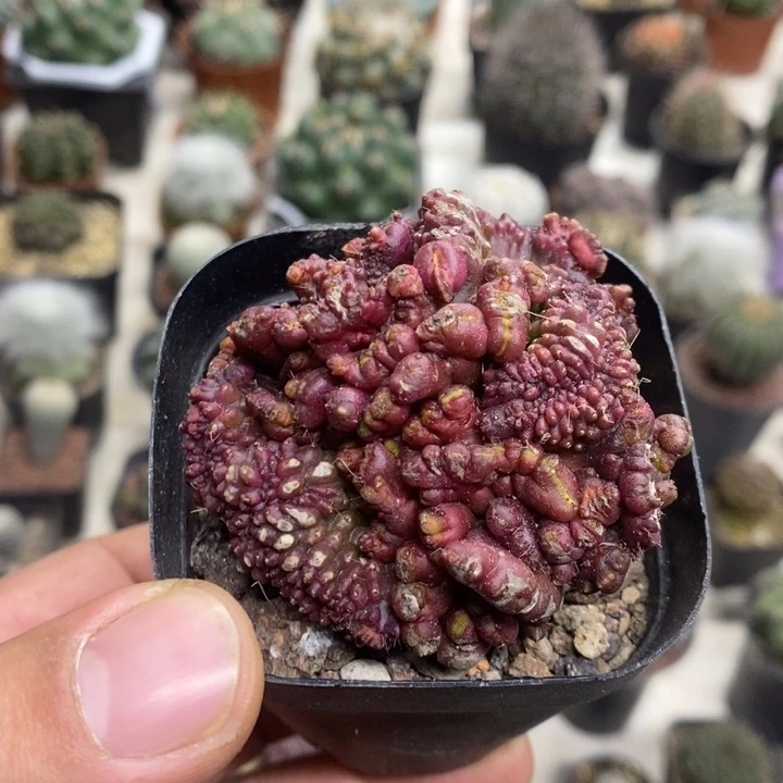 红高沙缀特价福利