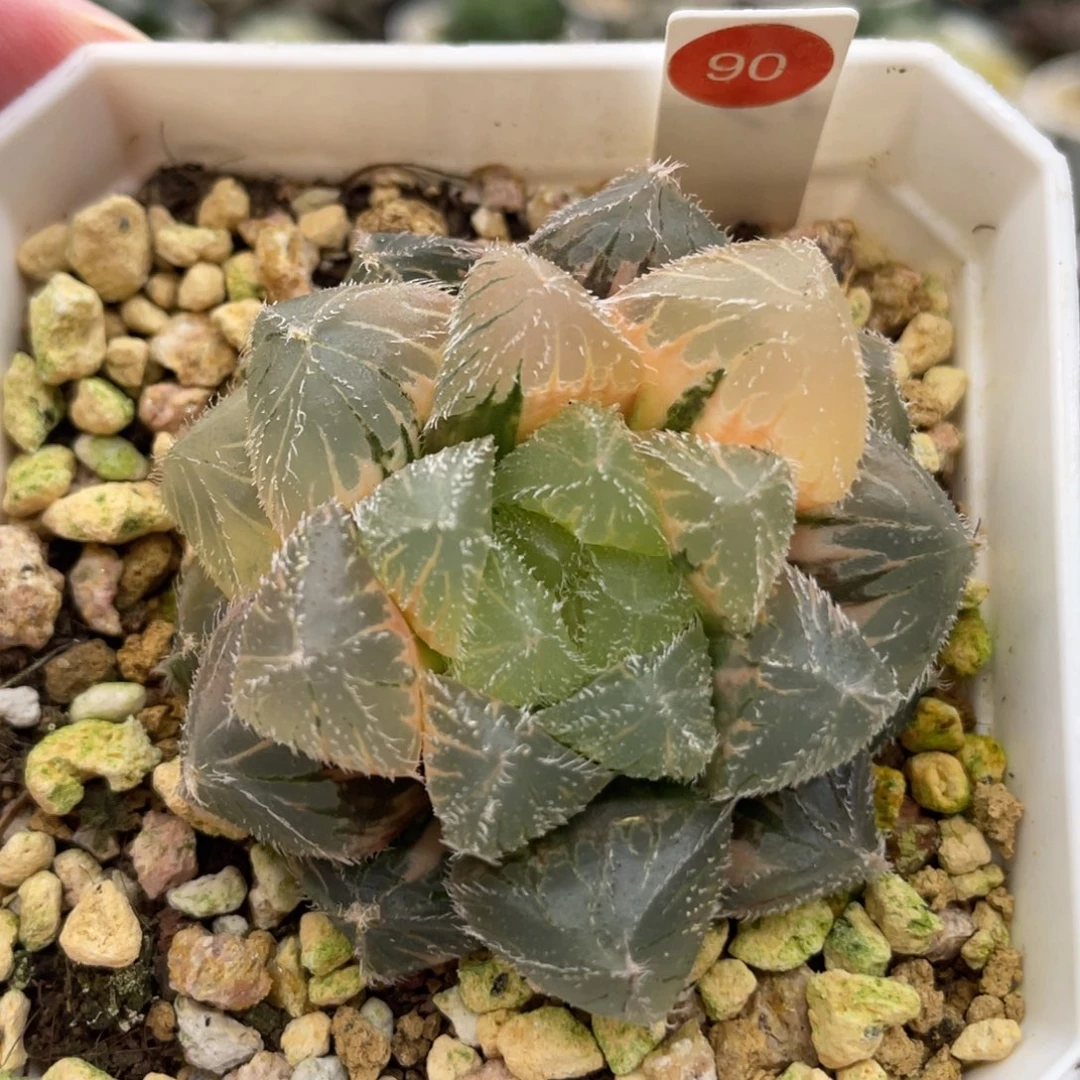 小蔡的菜园90奴米比亚锦