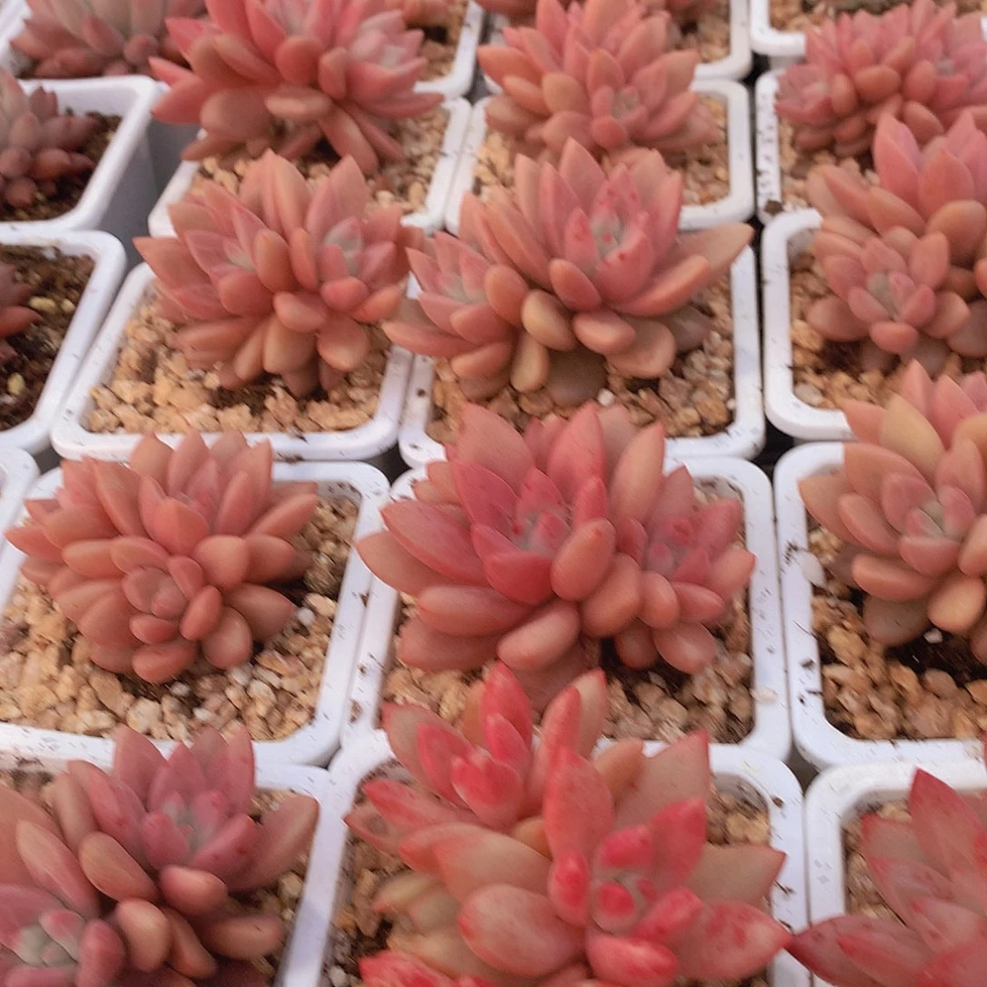 赫菲鱼两颗3456678899999