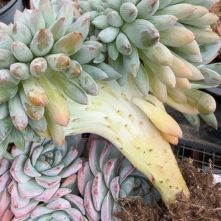 大***虫青蛙王子儿童牙膏11