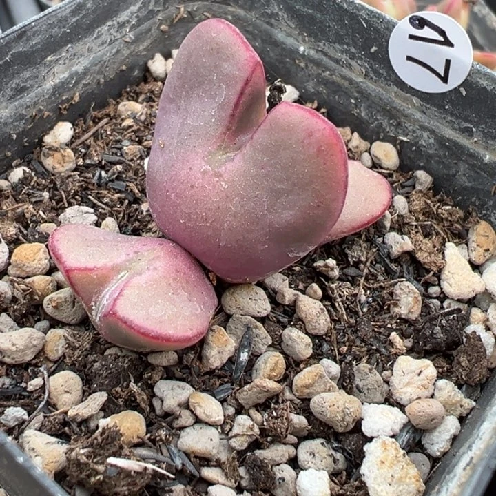 617号11111111111111