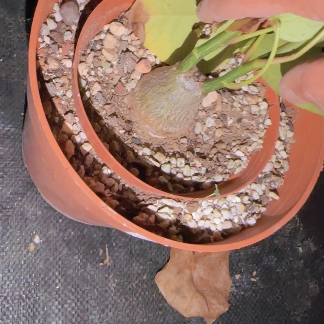 L***e块根植物块根植物