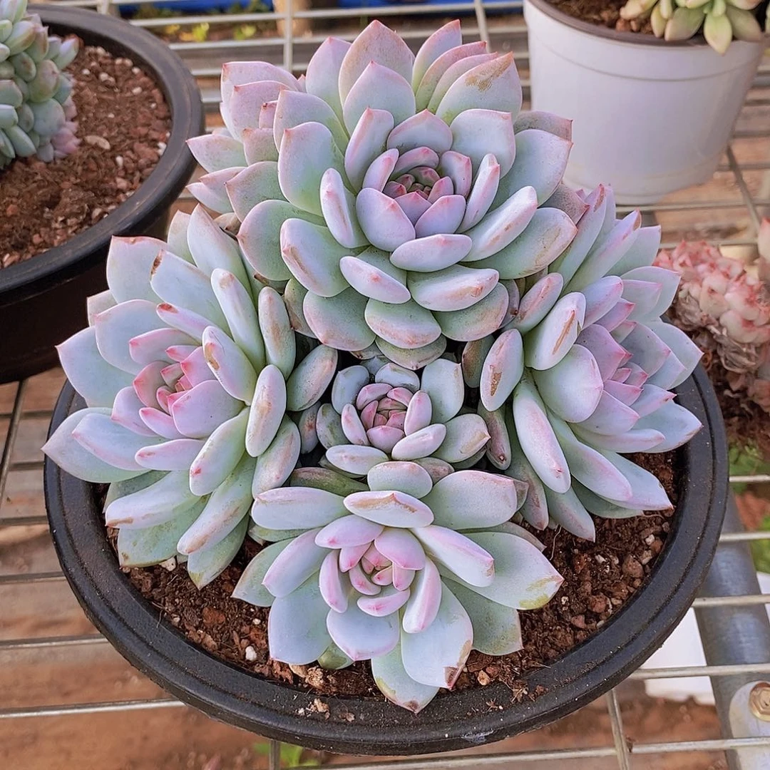 多肉植物非常福利星星橙
