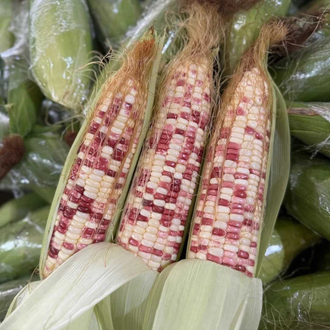 【花糯玉米】现摘花糯玉米，代餐身材管理辅食新鲜玉米河北省