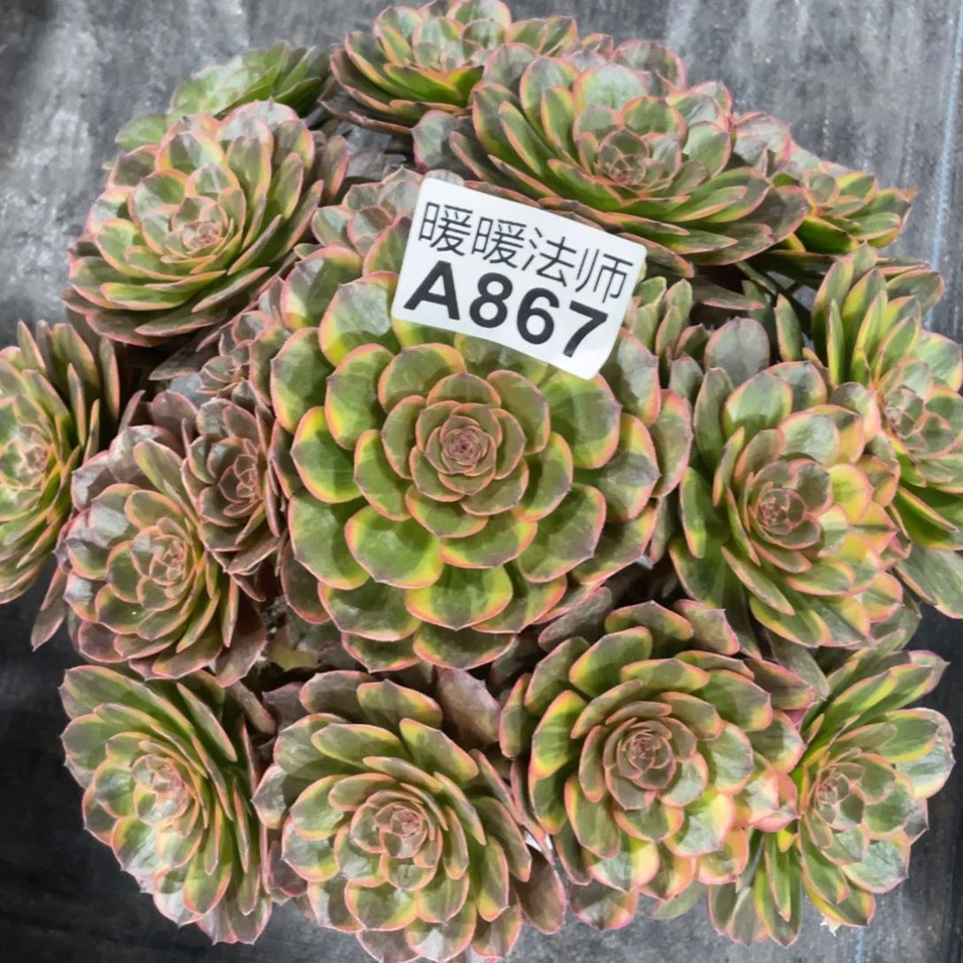 紫砂茶杯867分反反复复方法