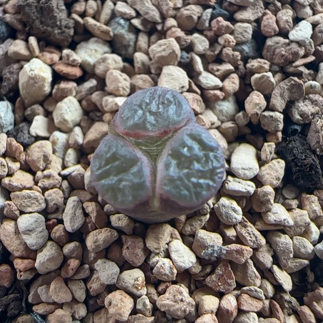 1077/ban'ke磁铁奔奔/两年半/