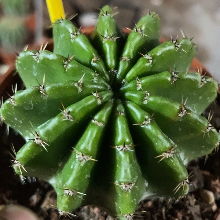 72号实生彩草带盆土