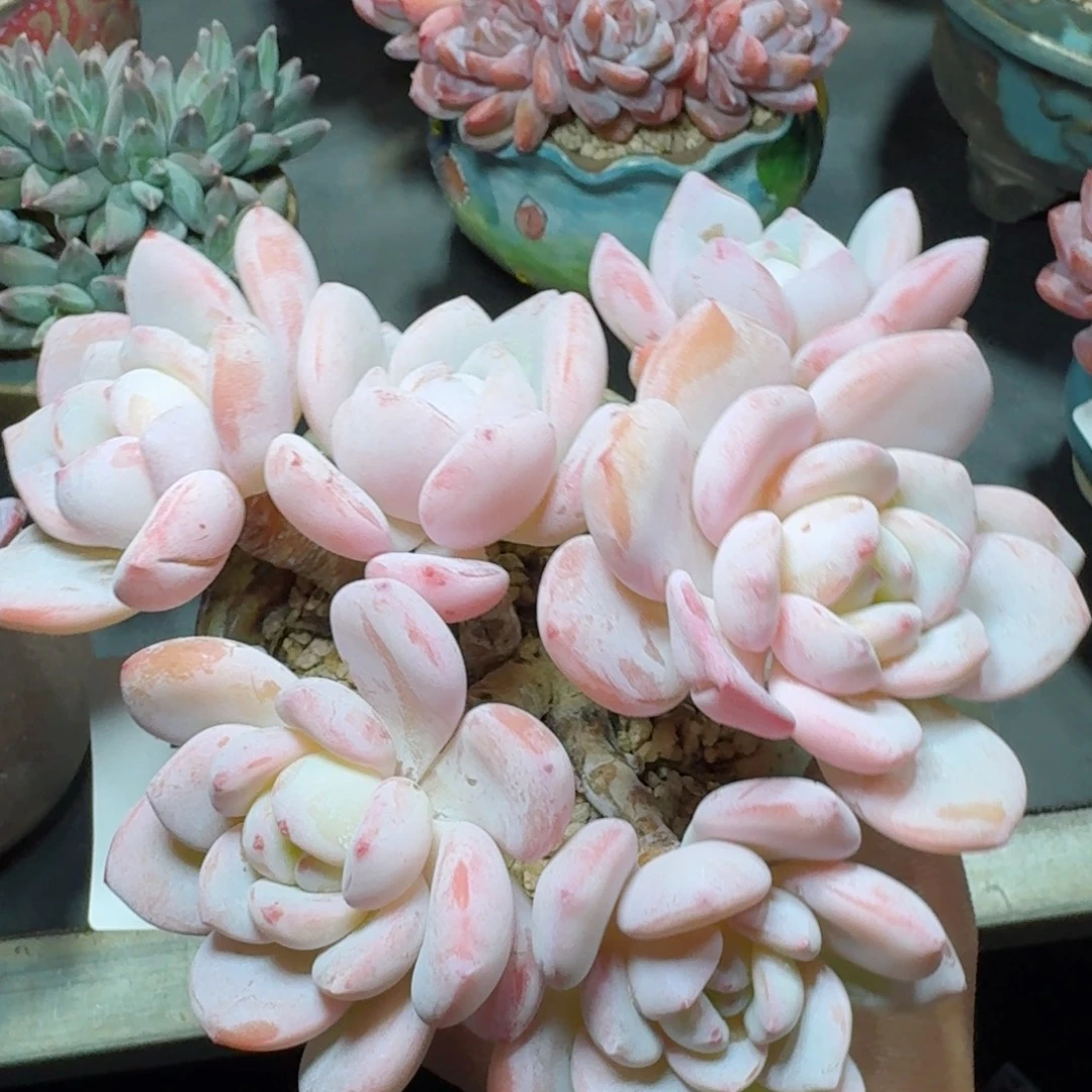 冷香群生          摇身一变高富帅，一夜暴富动作快