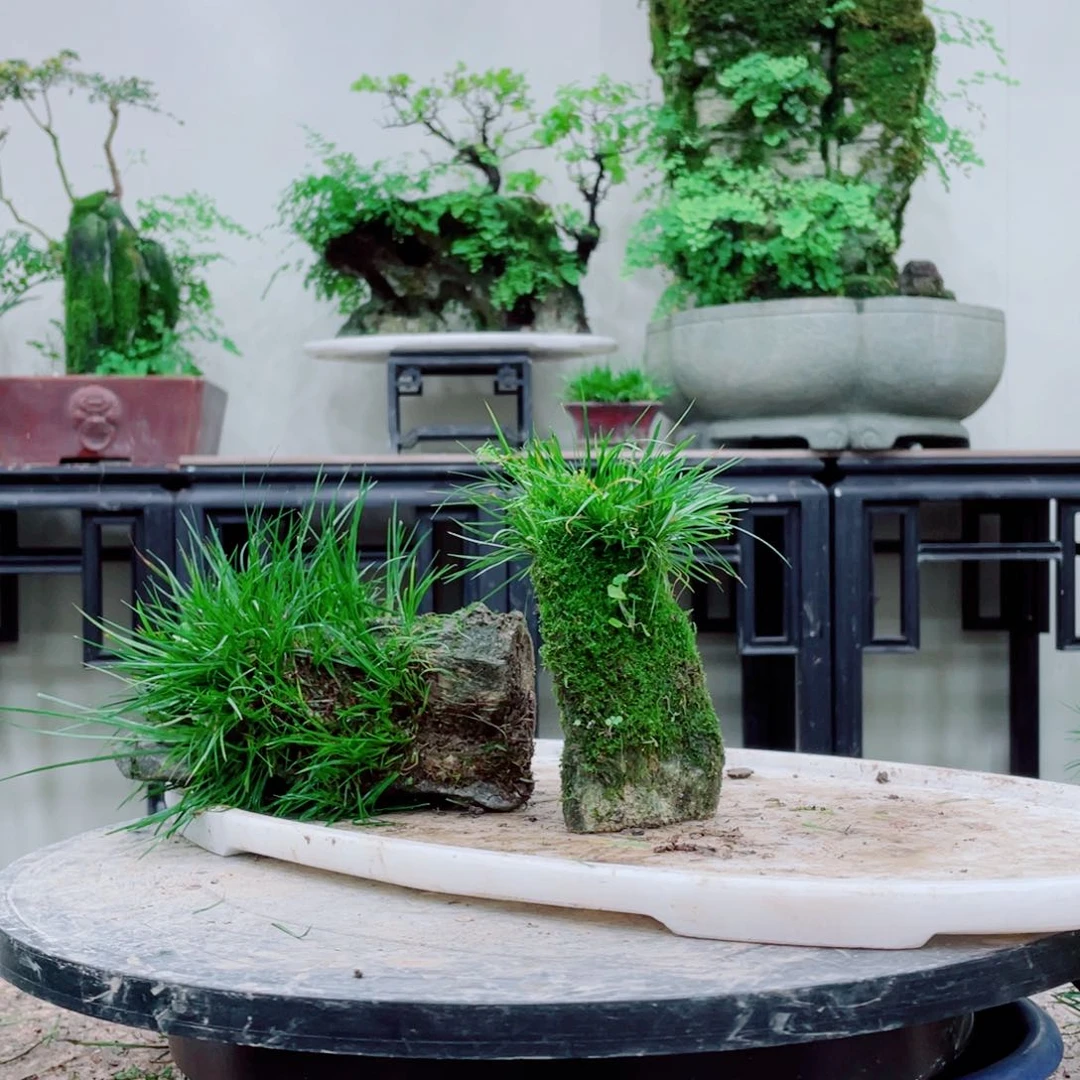 无铅玻璃采**篱铁线蕨等植物和植物的生长