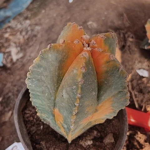 930处理仙人球的方法有