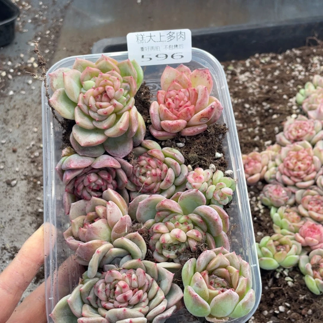 糕大上多肉植物596