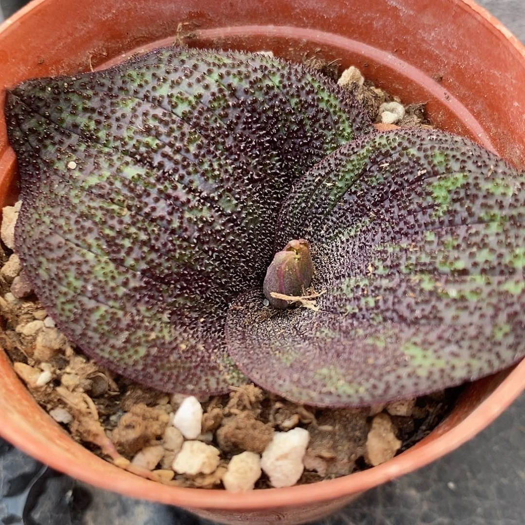 紫镜1颗买2送1。