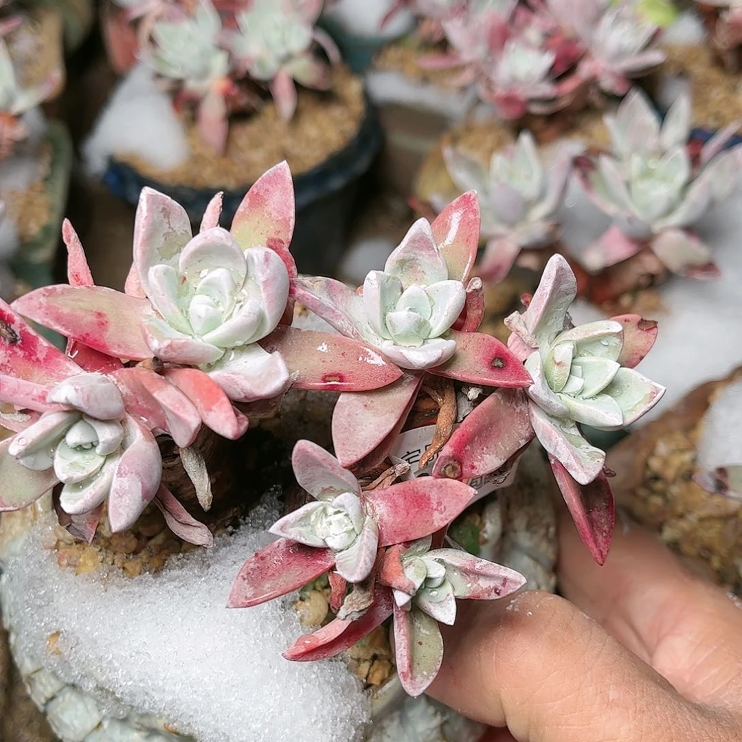 9381泡芙苹果叶多肉