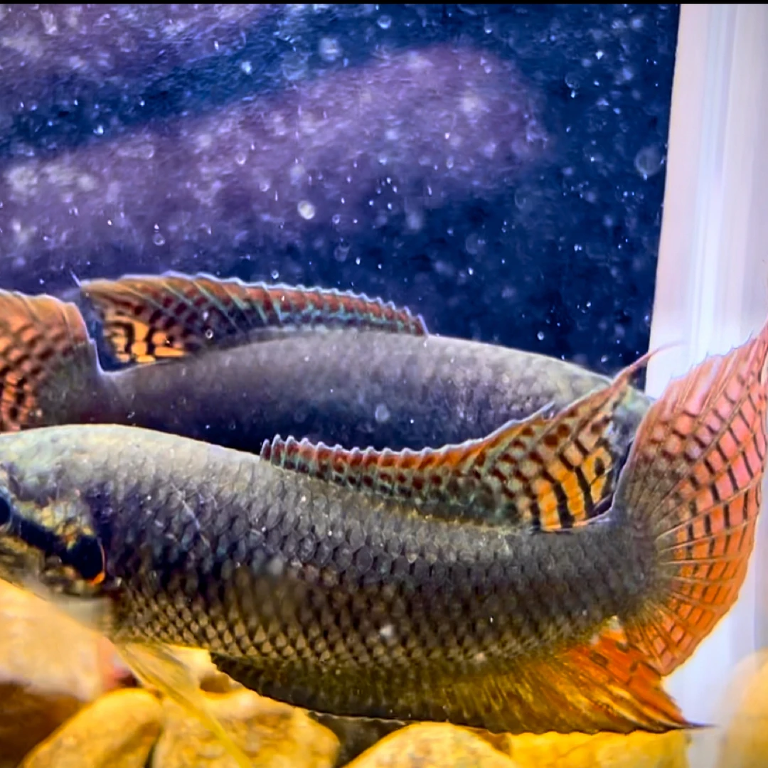 中国斗鱼香港黑叉原生肇庆黑叉斗鱼野生后代