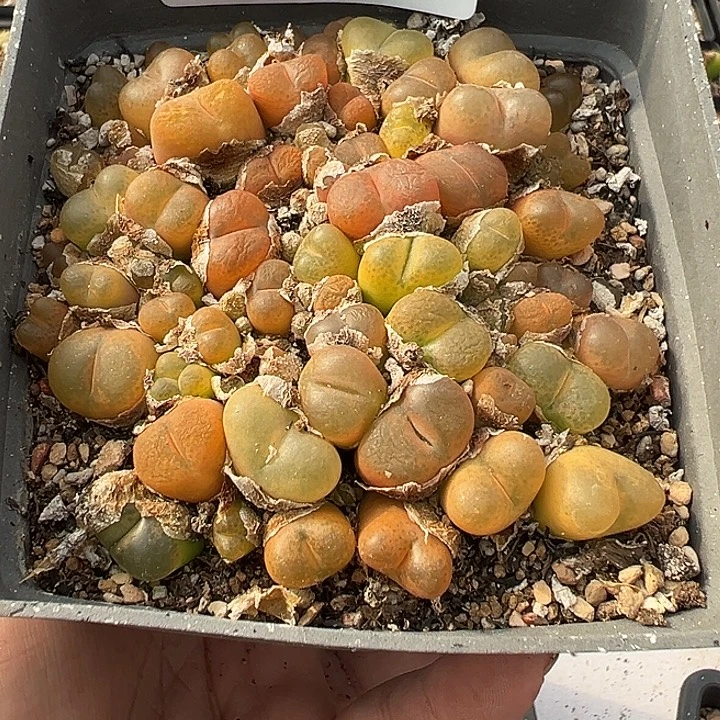 无花朵091号特价毛汗尼不包邮