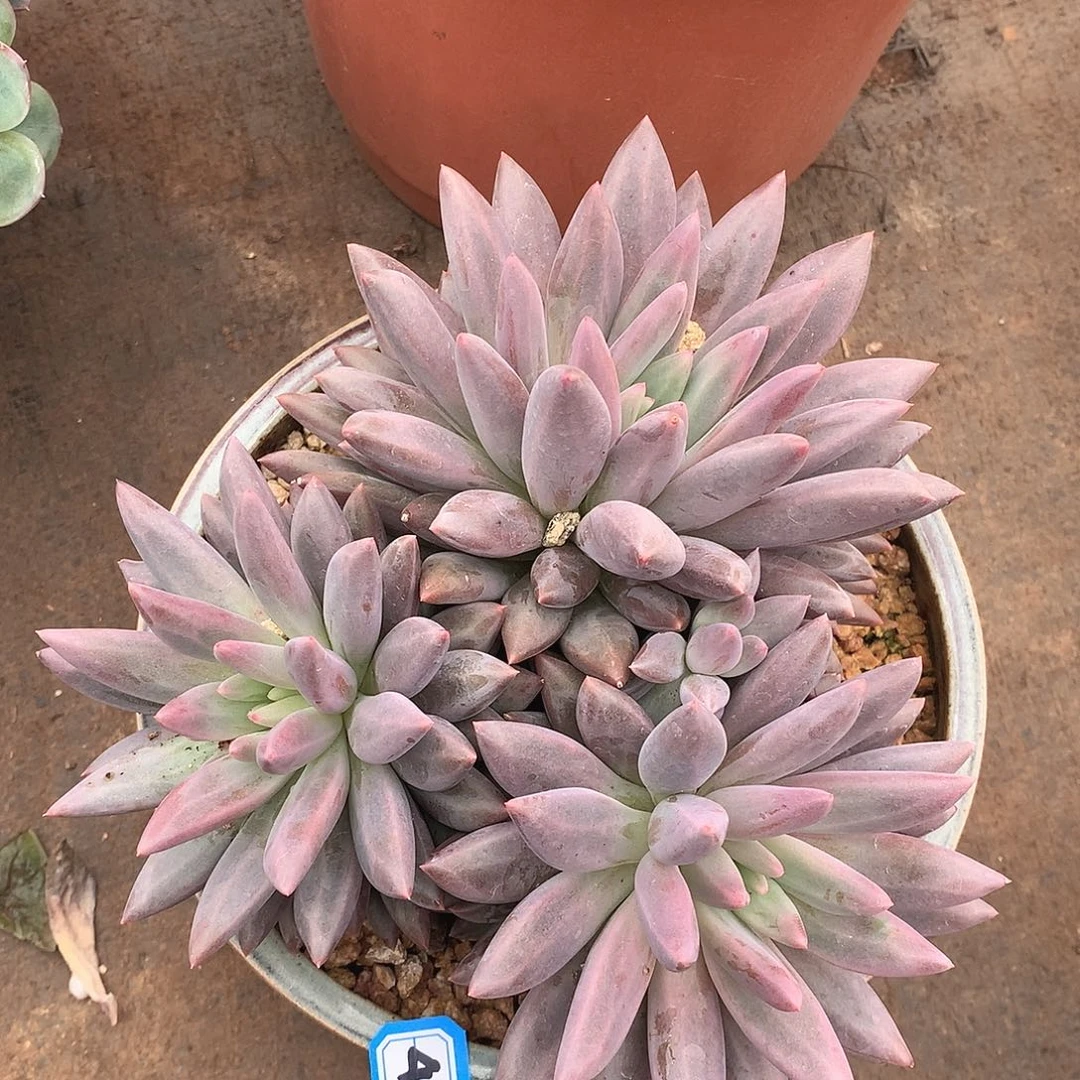 489美人一物一拍多肉