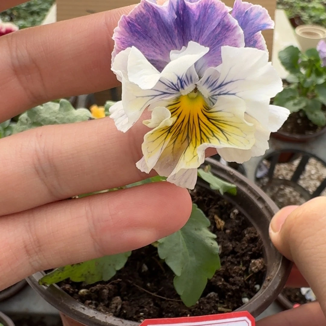 大部分花苞少量开放114