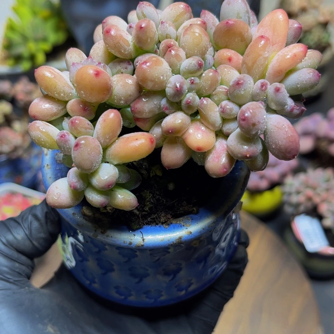 316苹果奶缀8厘米多肉