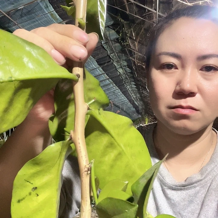 枫*红叶仙一个叶仙