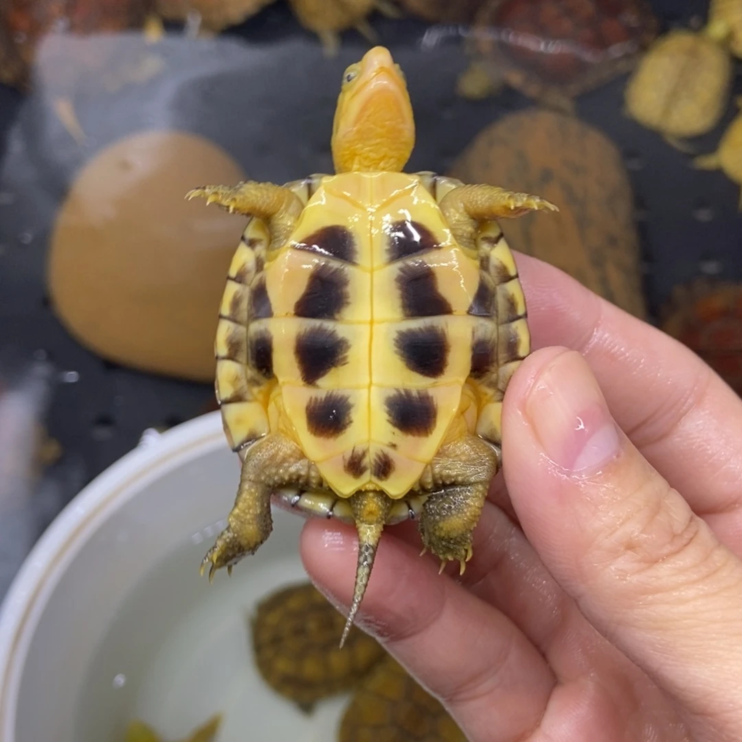 大***美绿毛龟不分公母小青5厘米