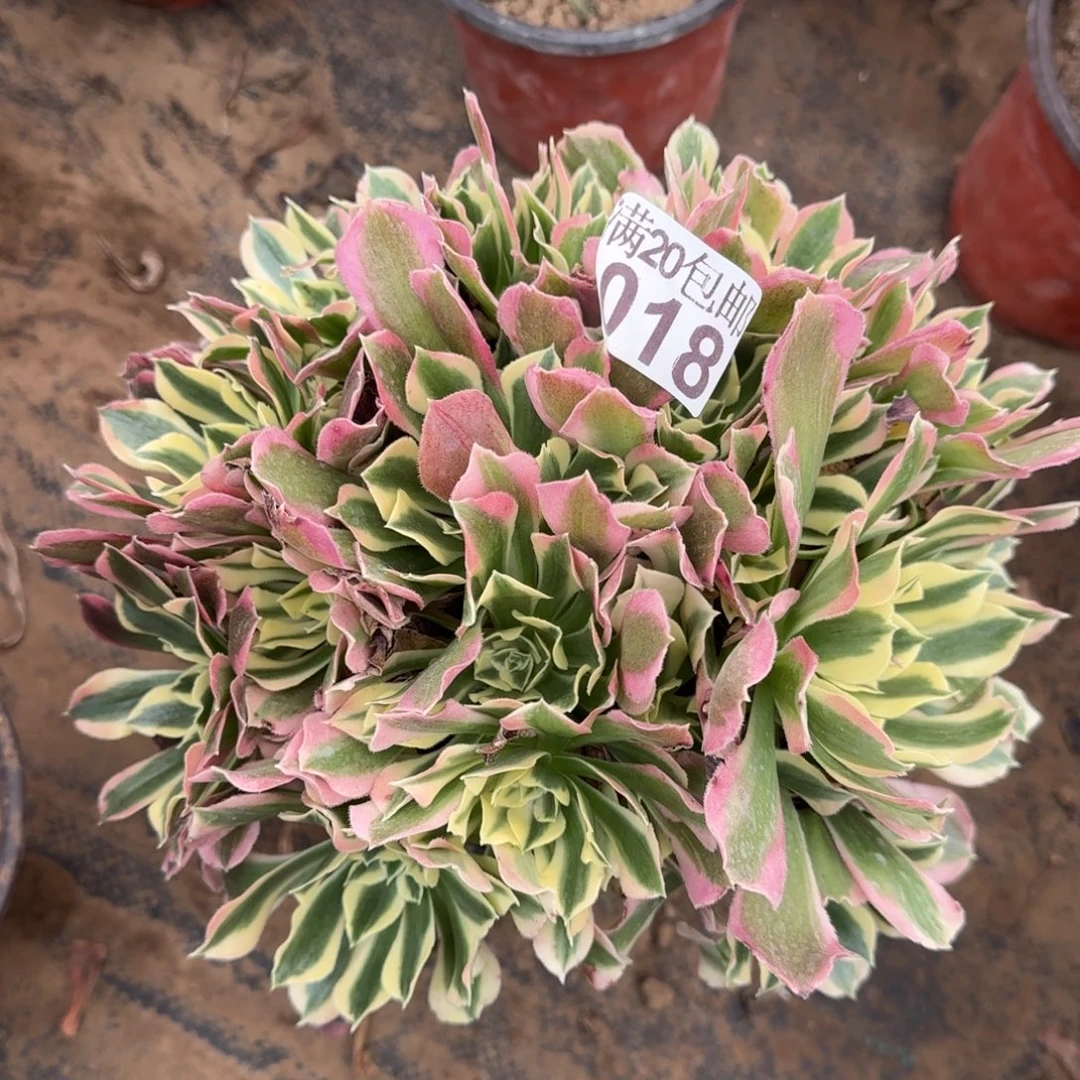 雨花石018满20包邮断枝不包