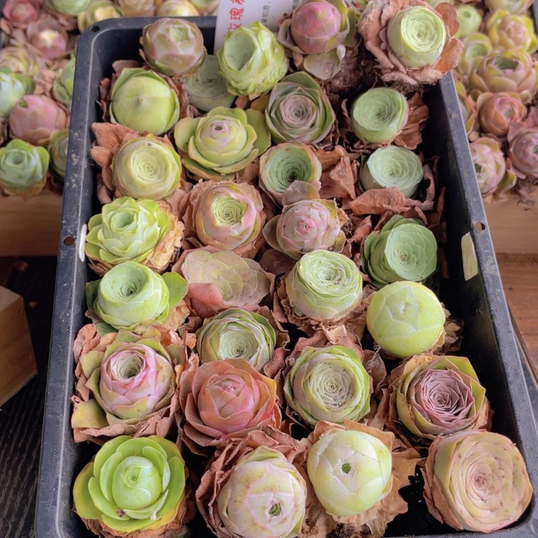 保底三十颗量拍888888