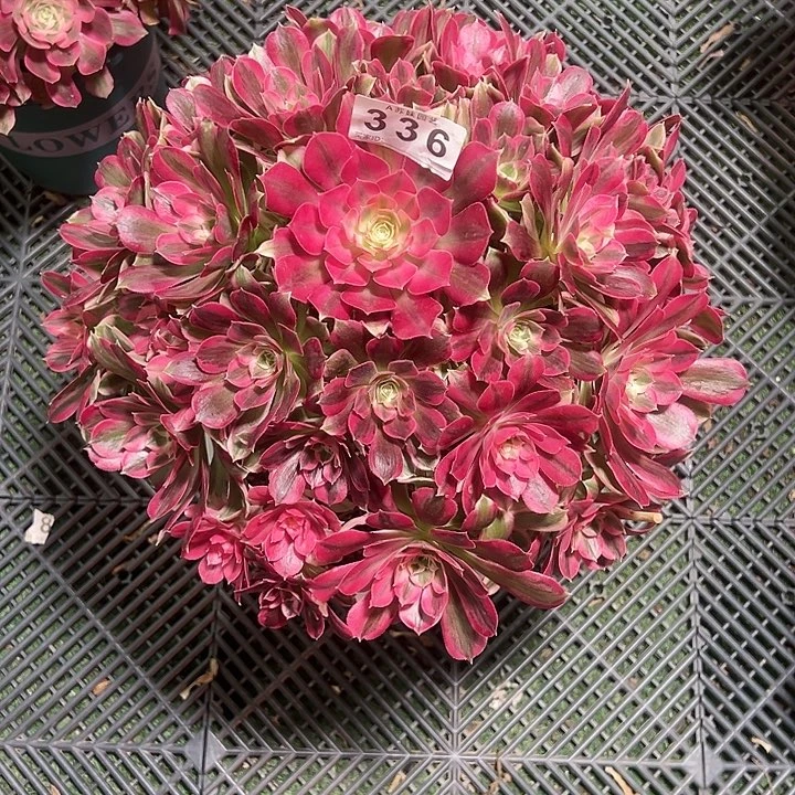 秋****1336男神多肉植物