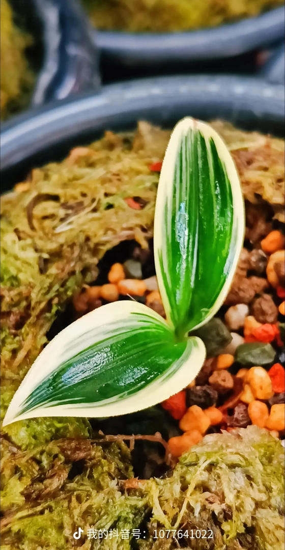 精品兰花  一物一拍