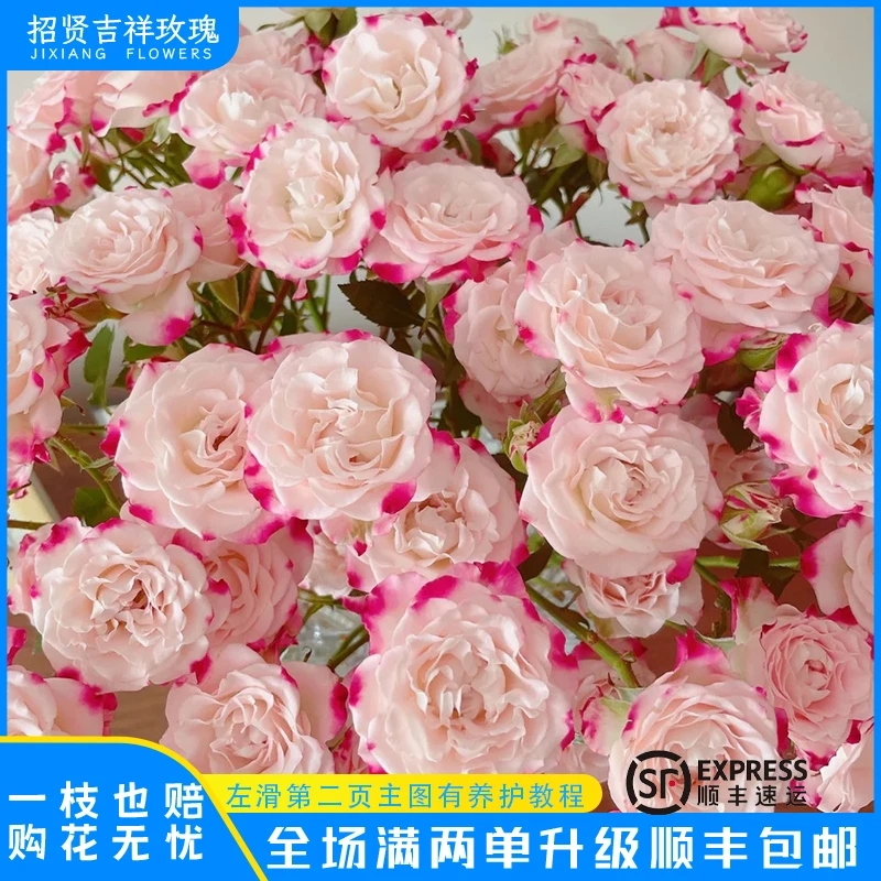 【折射A/B】粉白糖果 山东基地直发 现采现摘  顺丰包邮 直播专享