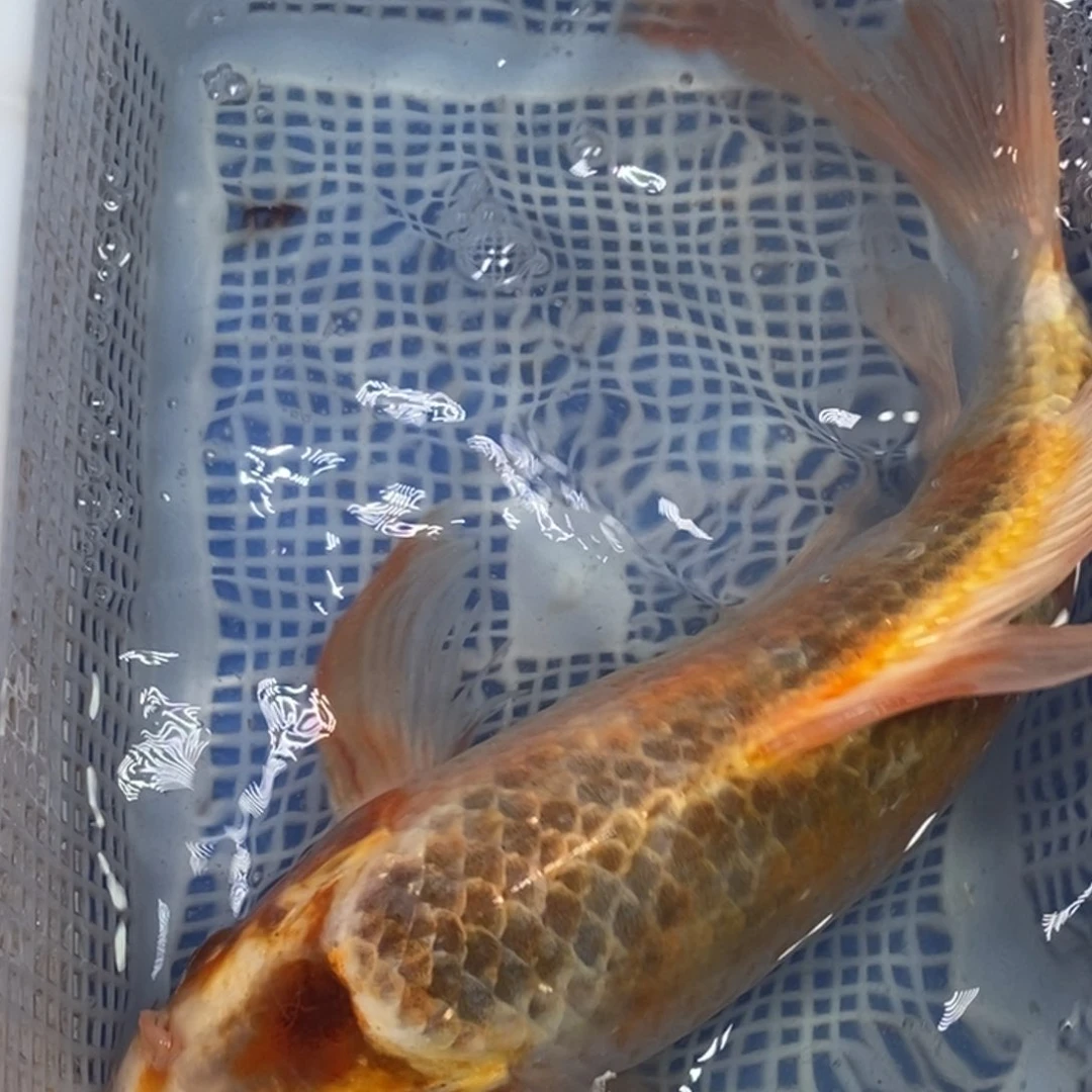 锦鲤冷水锦鲤包邮