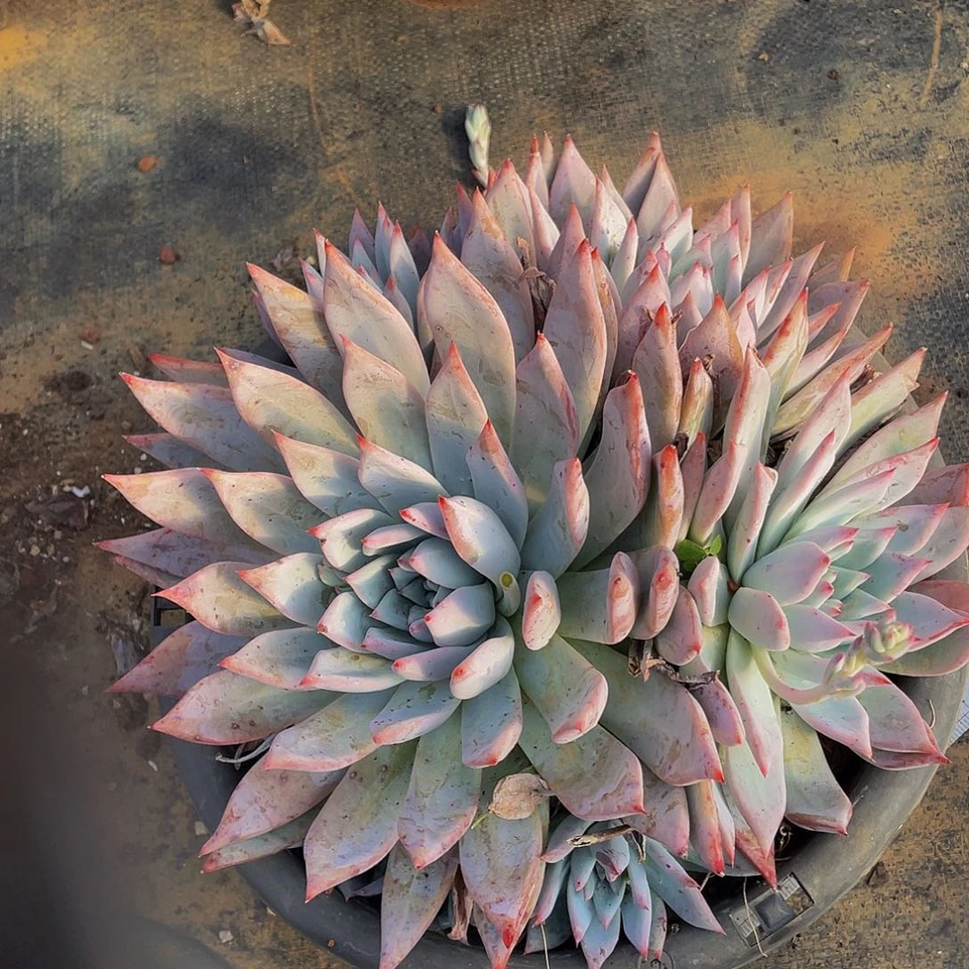 布兰迪杂19.8特价多肉，群生