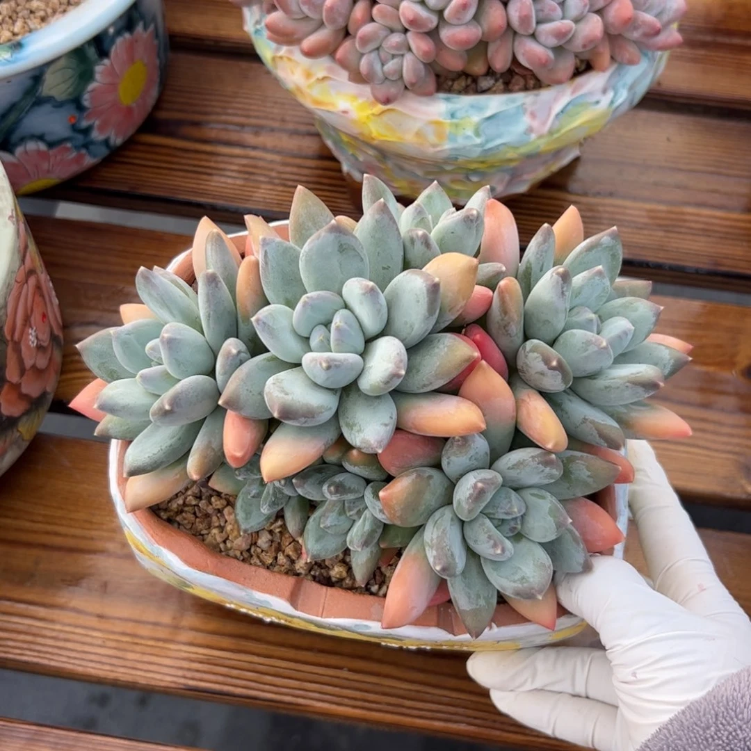 小***）三色美人多肉植物