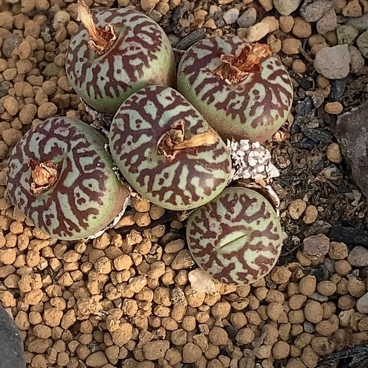 知*。桃喜花园0204-71rr 714