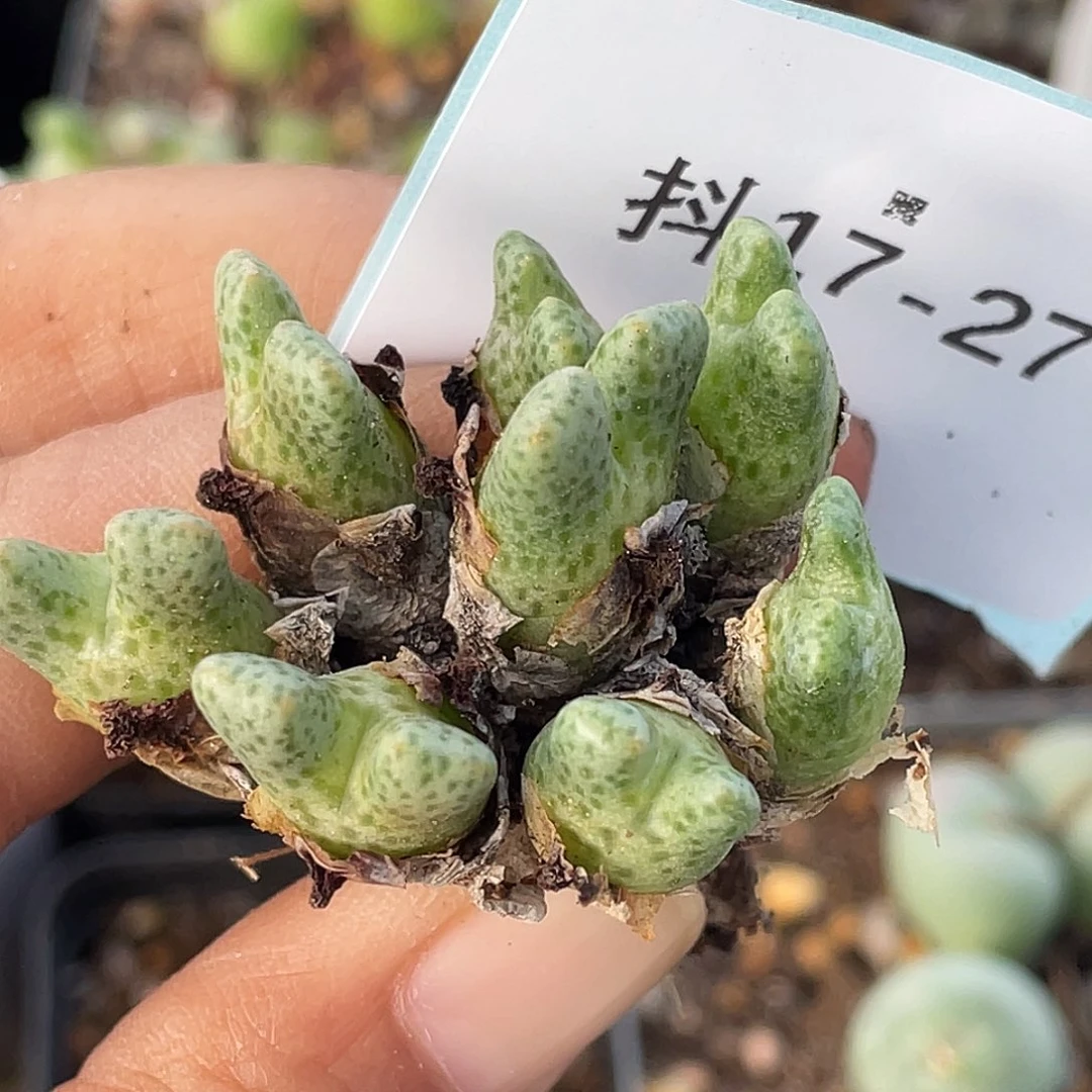 浅***沫17-27肉锥多肉植物