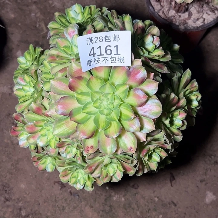 4161韶华多肉植物