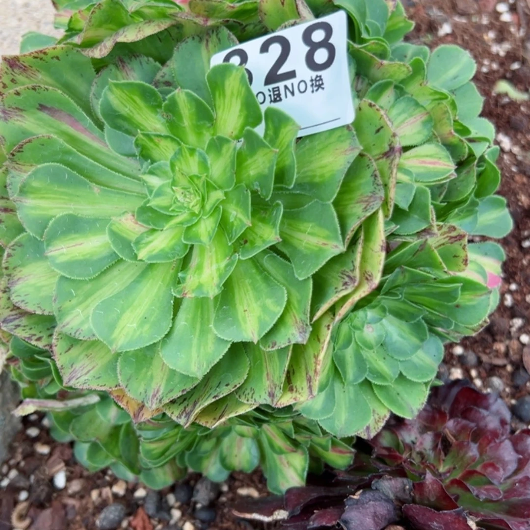 苏***夏828多肉法师知否一个