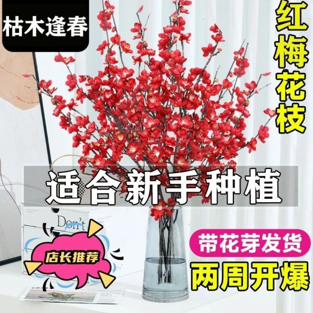 【带花苞】桃花新年桃树枝室内水培梅花新鲜切真干枝四季好养客厅