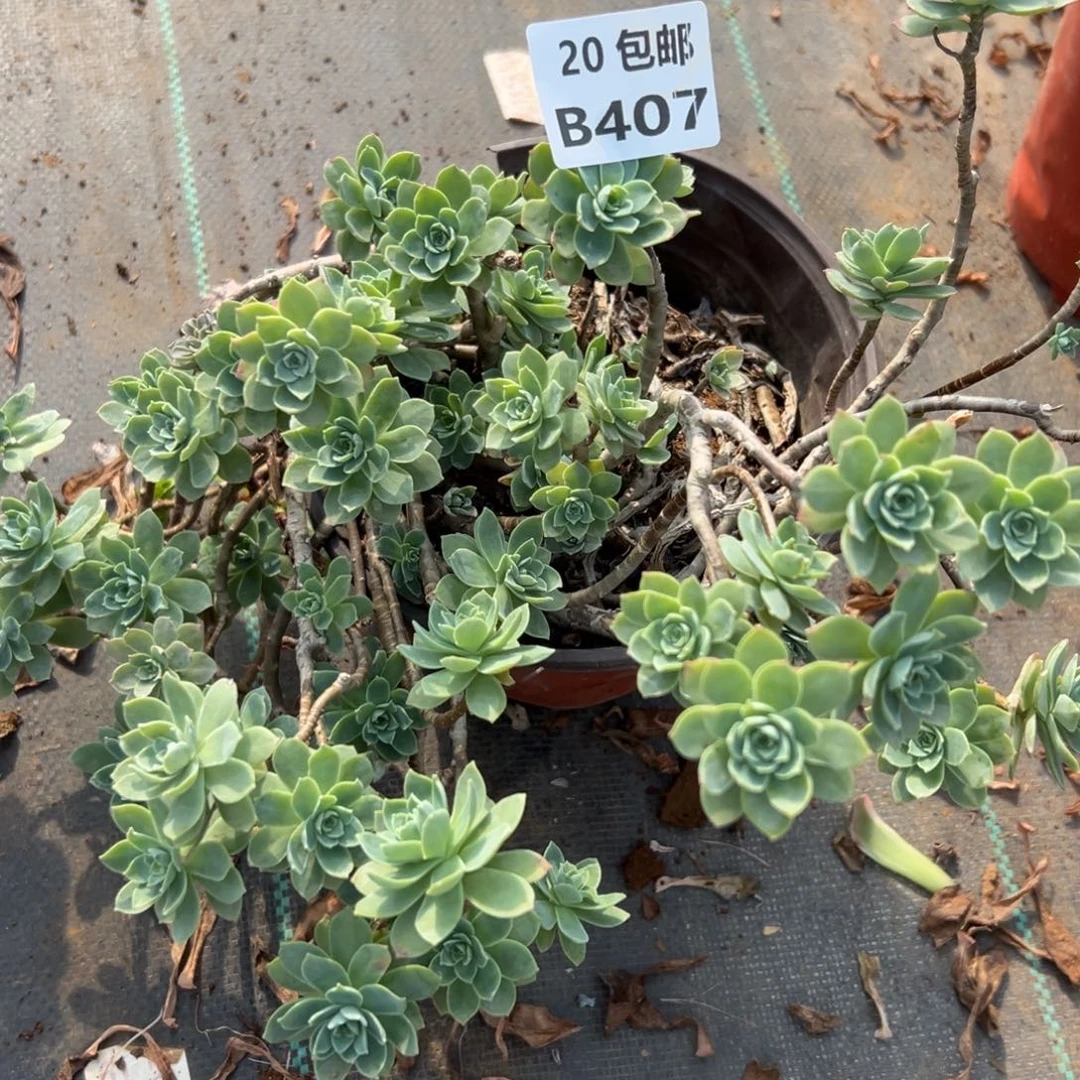 40薄化妆，多肉法师