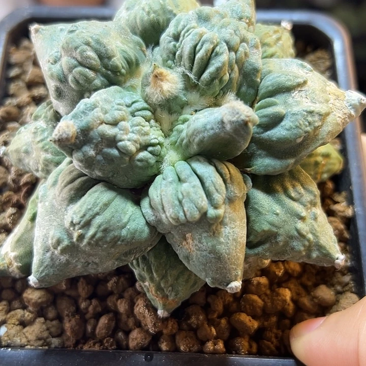 2号萝卜根村主怒8.8公分小瑕疵