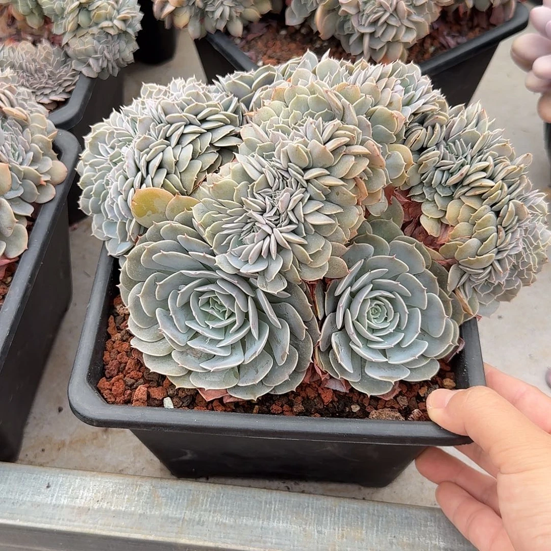 天赐缀化木质老板子