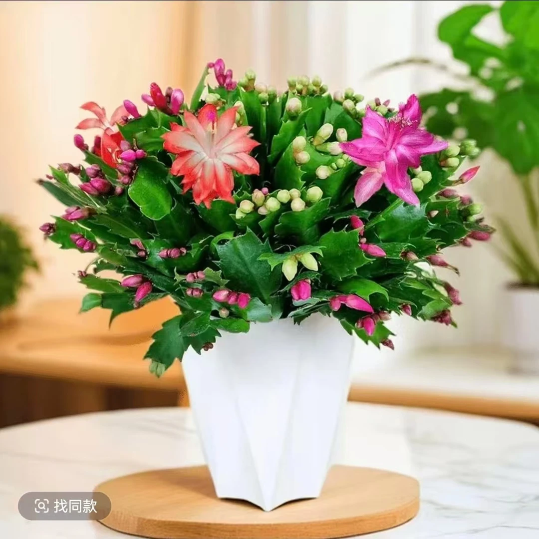 多色重瓣蟹爪兰花苗盆栽带花苞四季开花室内好养绿植